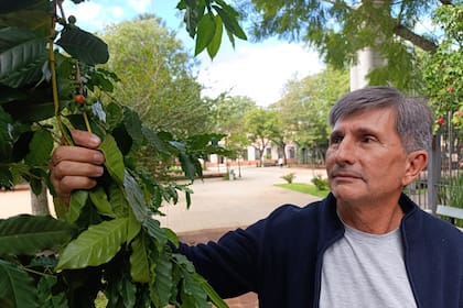 Juan José Szychowski muestra un cafeto que crece a 50 metros de la Rosadita, la Casa de Gobierno de Misiones, en la Plaza 9 de Julio