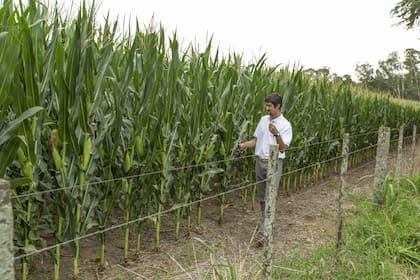 Años atrás, Juan Lariguet recorriendo un lote con maíz