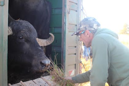 Juan Manuel Paccot, biólogo y fundador de Tekove Mymba, constata que los animales estén cómodos antes de comenzar el traslado hacia la libertad.