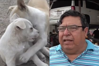 Juan Martín González se convirtió en el salvador de los perros abandonados de esta zona de Texas sin buscarlo