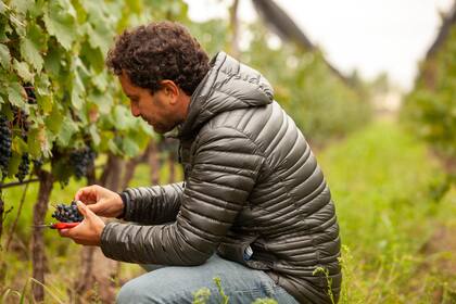 Juan Pablo Murgia en el viñedo Otronia, en Sarmiento (Chubut)
