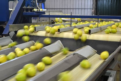 Tras la medida para la soja, la industria de los cítricos también pide un tipo de cambio especial