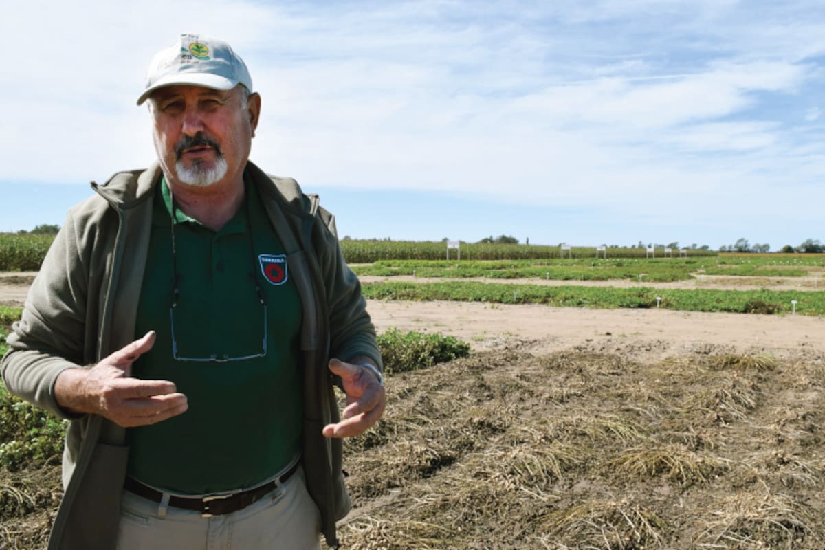 Juan Soave, ingeniero agrónomo y quien introduce la variante de maní "runner" en el país
