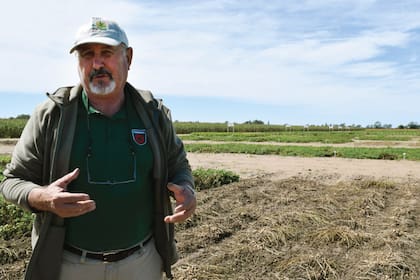 Juan Soave, ingeniero agrónomo y quien introduce la variante de maní "runner" en el país