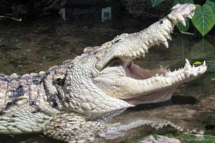 Juancho fue el padre de más de 120 crías de caimán del Orinoco, 54 de las cuales fueron enviadas a Venezuela.