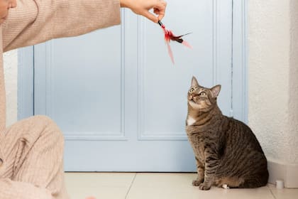 Juguetes, collares, rascadores, golosinas son algunas de las varias opciones que se le pueden regalar a los gatos en su día