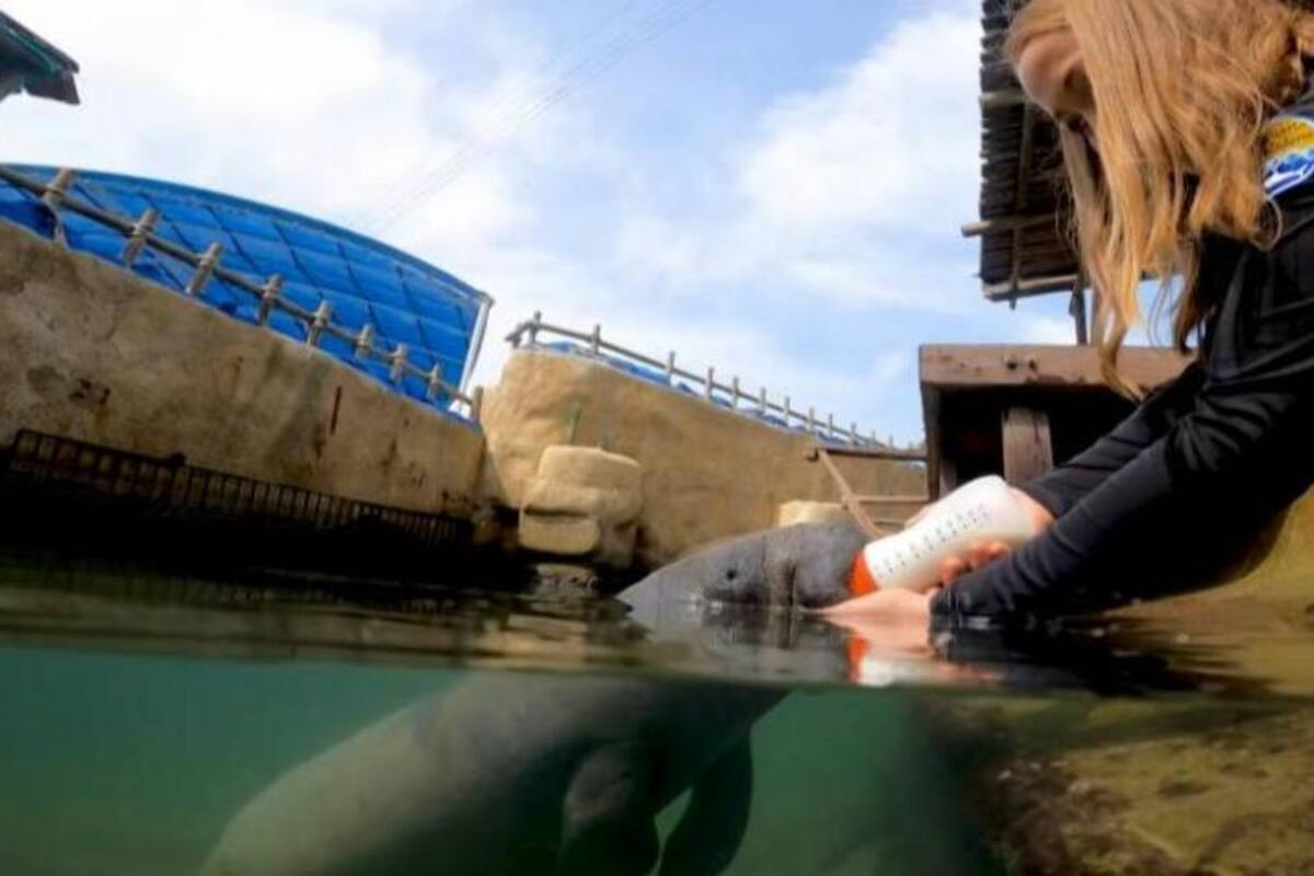 Julieth Prieto fue una de biólogas que trabajó en el rescate y rehabilitación de Tasajerito