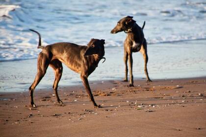 Juncal y Arenales en la playa, disfrutan de su nueva vida. Fueron amputadas con un día de diferencia