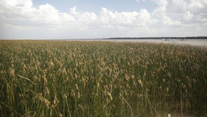 Juncos en primer plano; al fondo, la costa de San Isidro