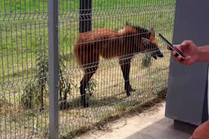 Junto a la reja, el animal fue encontrado. Lo trasladaron a una centro veterinario donde se recupera de la deshidratación y el golpe de calor.