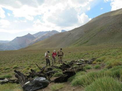 Junto a los 43 cóndores fueron hallados el cadáver de un puma y algunas cabras y ovejas