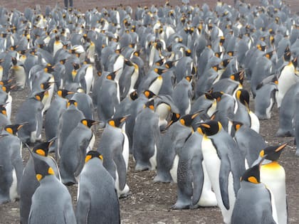 Junto a los pingüinos se puede hacer la ruta a pie hacia la playa.
