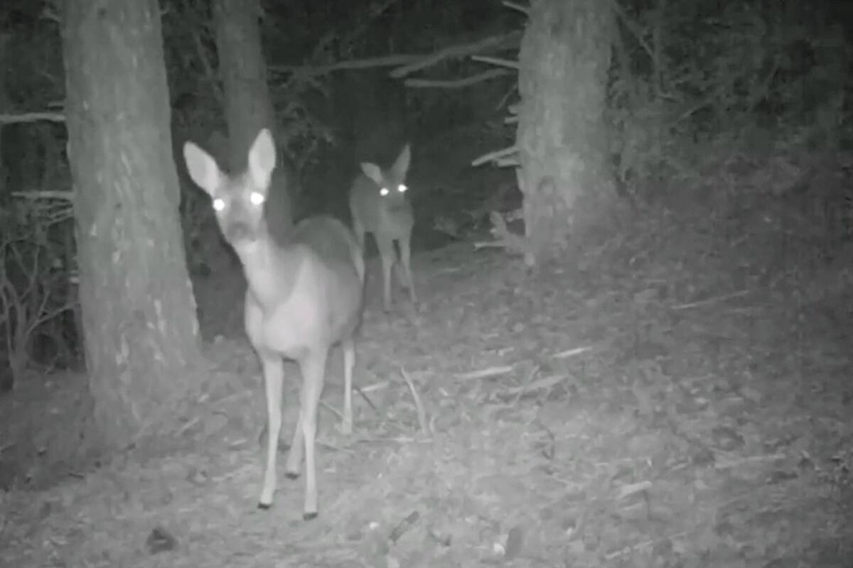 Junto a su padre, un joven tuvo la idea de registrar lo que ocurre en un bosque de Huesca, en el noroeste de España
