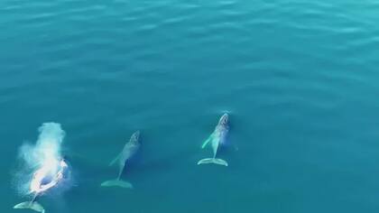 Junto a sus dos compañeros, la ballena jorobada recién liberada se alejó de los rescatistas