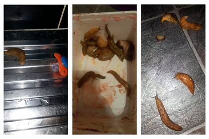 Junto a un chupete, en un tarro de helado y en el piso: algunos de los lugares donde Lockart encuentra a los desagradables moluscos