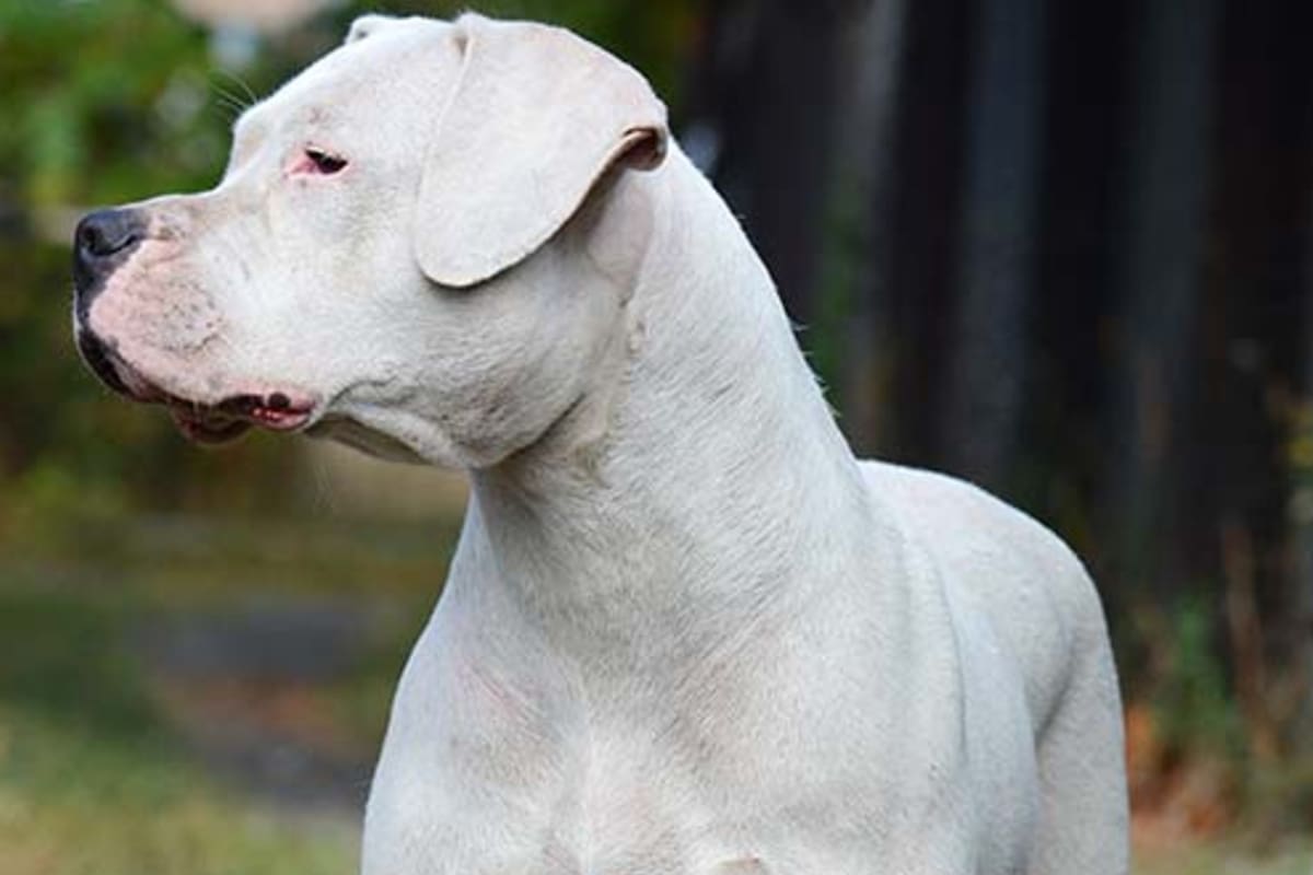 Junto al Dogo Argentino, la raza Barbet se incorporaron a la lista oficial de perros de pura raza sumando en total 195 registrados.