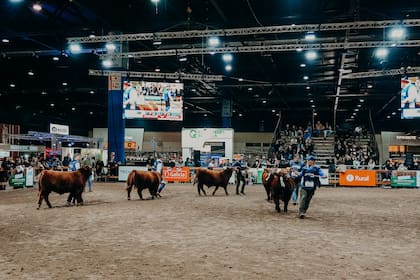 Jura de terneros colorados en la pista indoor de Palermo