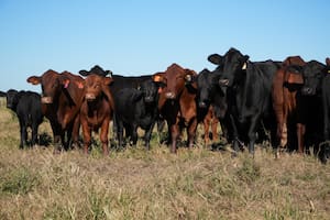 La empresa agropecuaria de la familia Brito tomó US$30 millones al 6,35%