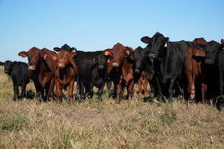 La empresa agropecuaria de la familia Brito tomó US$30 millones al 6,35%