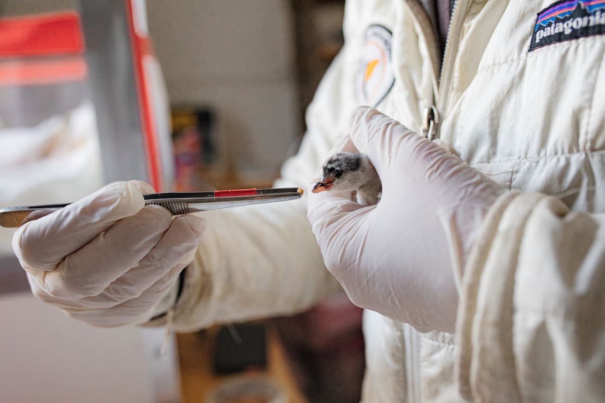 Juveniles de macá tobiano criados en cautiverio serán liberados en su hábitat natural