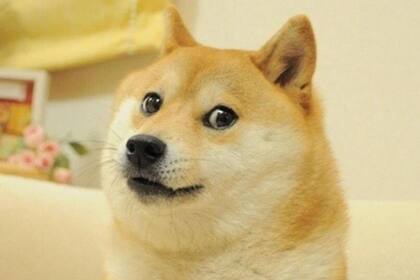 Kabosu, el perro que inspiró el meme “doge”, es de raza shiba inu, y aparececió sin aviso en reemplazo del logo de Twitter