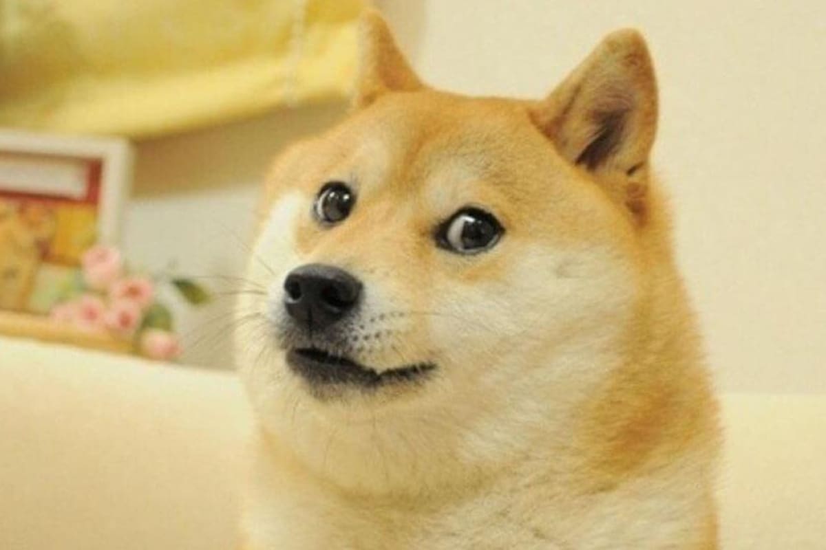 Kabosu, la perra que inspiró el meme “doge”, es de raza shiba inu, y apareció sin aviso en reemplazo del logo de Twitter