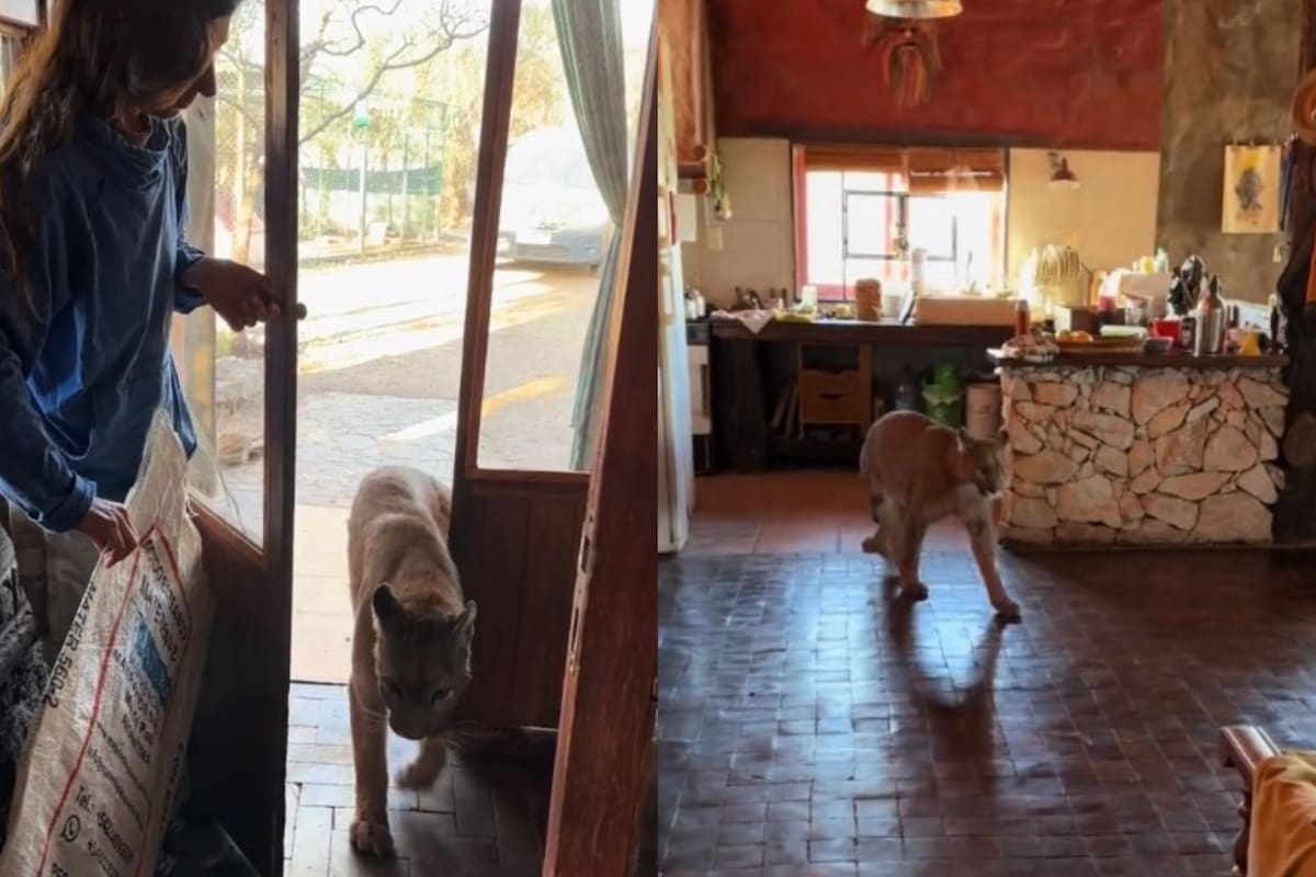 Kai Pacha junto a Estanislao Monte, el puma que se volvió viral en TikTok