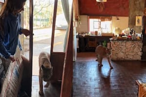 Kai Pacha junto a Estanislao Monte, el puma que se volvió viral en TikTok