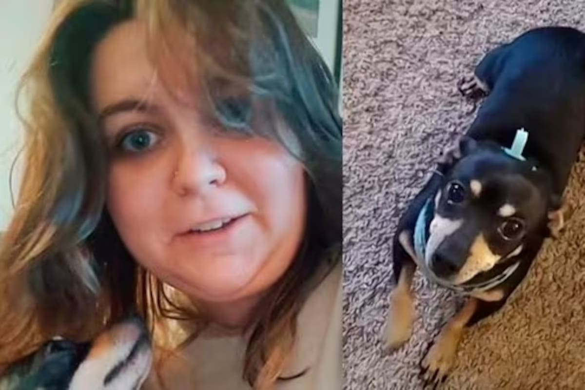 Kale McGee mostró cómo el perro que adoptó solo entiende las órdenes en español