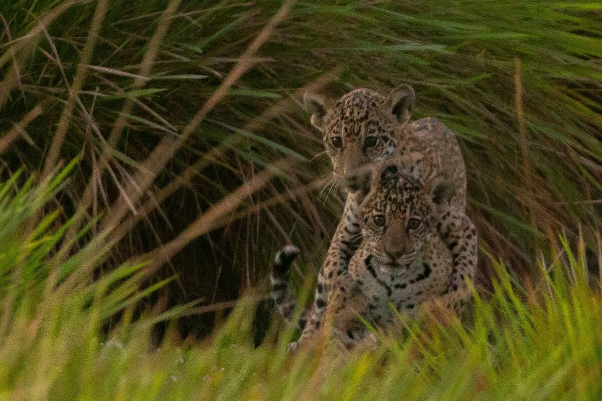 Karai y Pora en libertad en el Parque Nacional Iberá en Corrientes