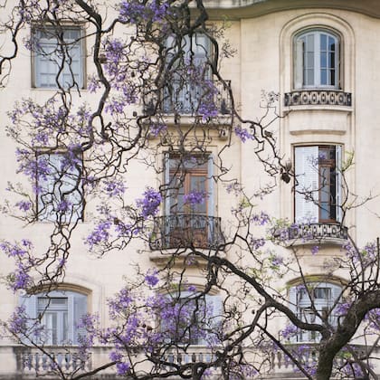 Karina Azaresky registra el juego perfecto que hacen las ramas de un jacarandá –especie oriunda de América del Sur– y el frente de un edificio porteño, pura elegancia parisina
