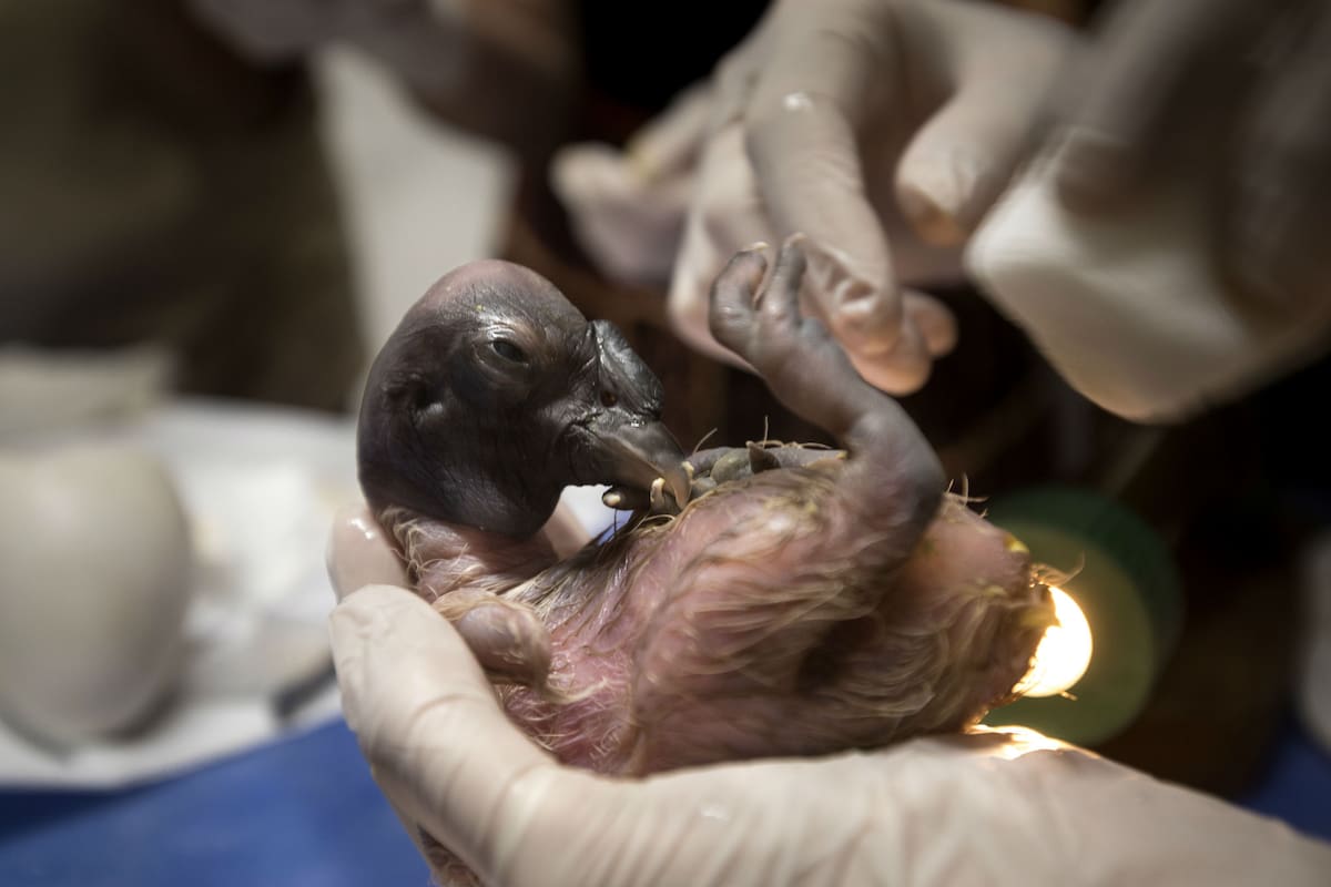 Karut, el nuevo cóndor que nació en el Ecoparque porteño