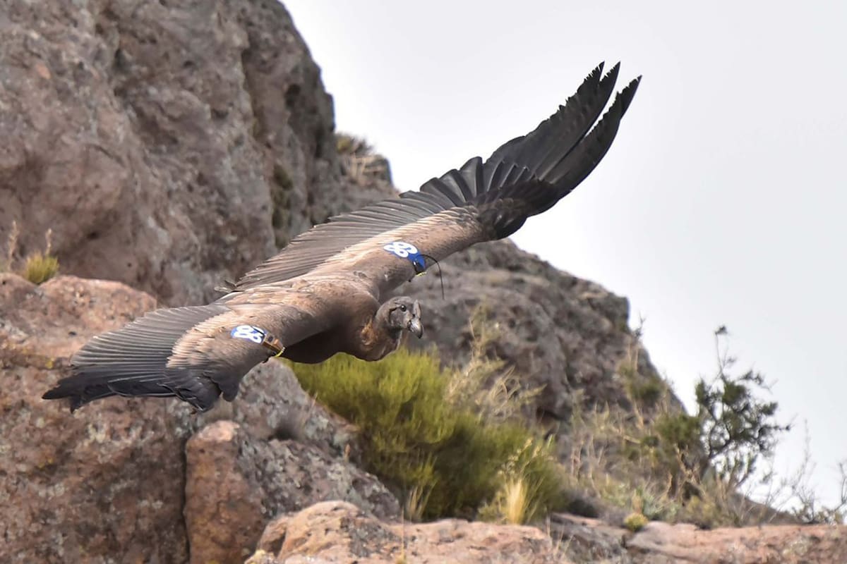 Karut, el primero que se animó a volar
