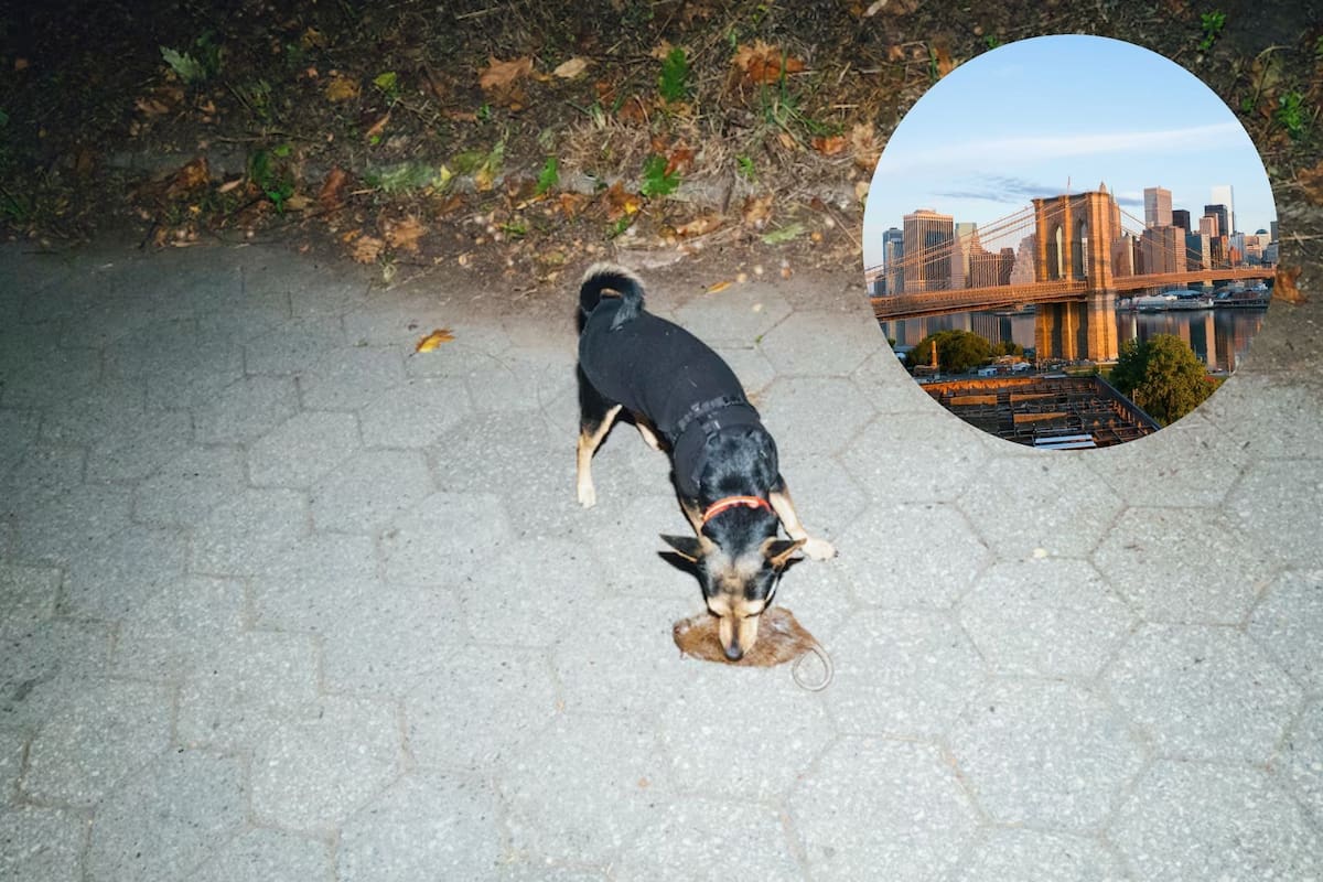 Katie, una perra de 4 años que vive en Brooklyn, cobra vida cuando mata ratas, dijo su dueña, Sarah Darby (NYT/Canva)