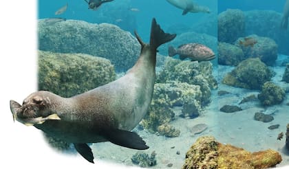 El Kawas benegasorum, un tipo de foca extinta que habitó la costa de la Patagonia argentina hace unos 10 millones de años