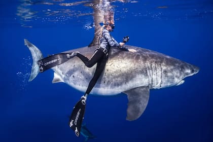 Kayleigh Nicole Grant comparte fotos de sus diversos encuentros con tiburones.