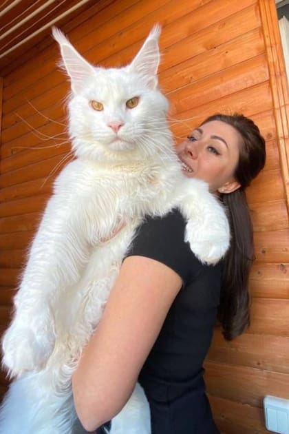 Kefir se convirtió en una verdadera atracción en las redes sociales, donde es admirado por personas de todas partes del mundo