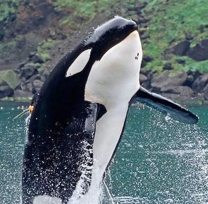 Keiko fue capturado a los dos años de edad y separado de su familia en Islandia