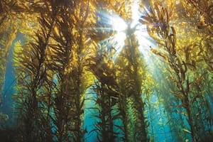 Kelp: todo lo que tenés que saber sobre este superalimento. Foto: Getty