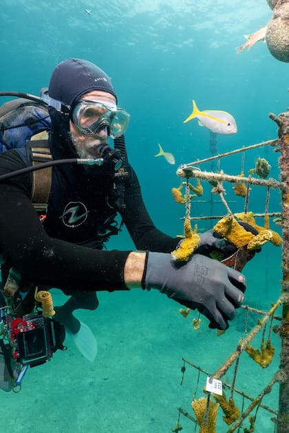 Ken Nedimyer, fundador de Reef Renewal USA, corta piezas de coral de un vivero en los cayos de Florida