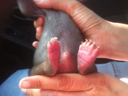 Kenai, cuando fue rescatado a pocas horas de su nacimiento.