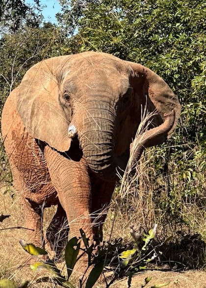 "Kenia está rodeada de naturaleza, tal como debe ser", describió el santuario al compartir la nueva vida de la elefanta