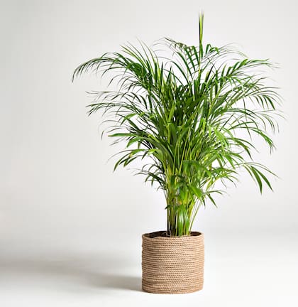 Kentia es una planta de hojas largas, pero don una base estrecha