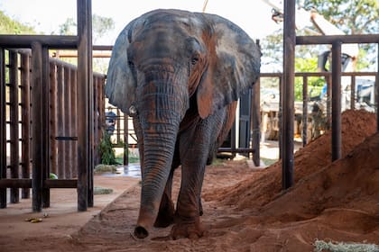 Kenya llegó en julio pasado al Santuario de Elefantes de Brasil