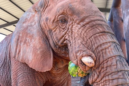 Kenya murió hoy en Mato Grosso, había llegado de Mendoza en julio pasado