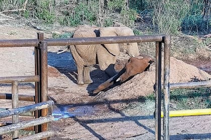 Kenya se acercó a despedir a Pupy