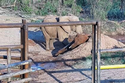 Kenya se acercó a despedir a Pupy, que murió el viernes por la noche en un santuario de elefantes en Brasil