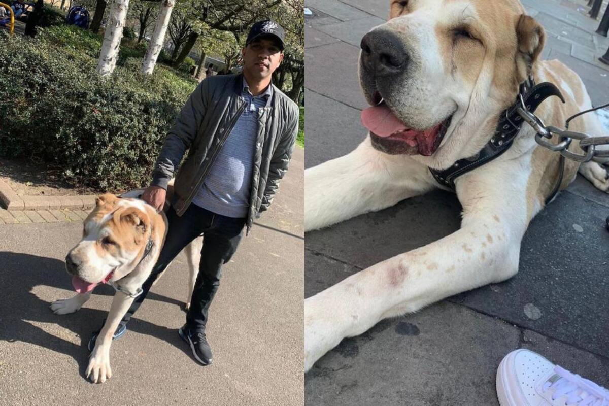 Kenzo pesa aproximadamente 85 kg, lo que es más o menos el promedio de un hombre adulto (Foto: Instagram @jamalmiahomg)