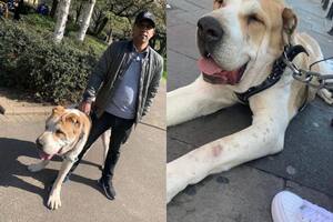 Kenzo pesa aproximadamente 85 kg, lo que es más o menos el promedio de un hombre adulto (Foto: Instagram @jamalmiahomg)