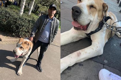 Kenzo pesa aproximadamente 85 kg, lo que es más o menos el promedio de un hombre adulto (Foto: Instagram @jamalmiahomg)